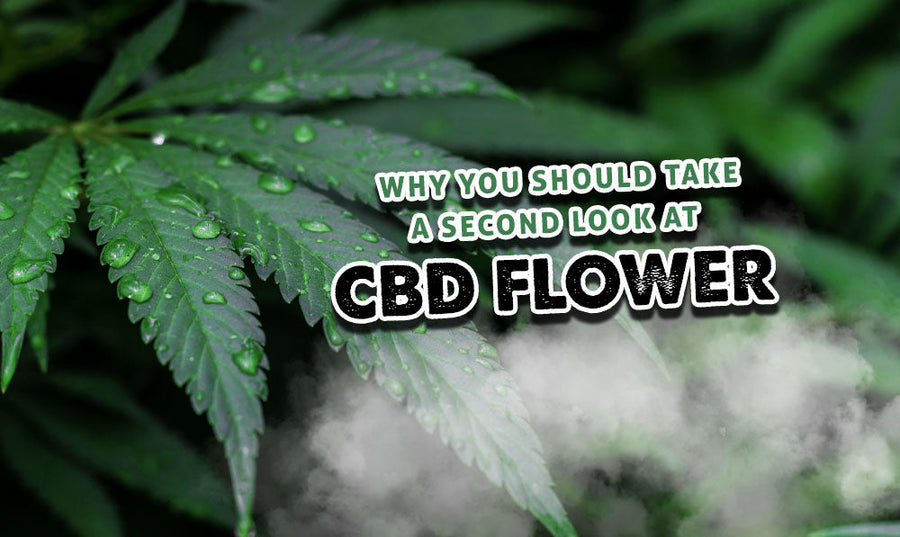 Warum Sie CBD-Blüten noch einmal genauer betrachten sollten 